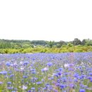 재아농장 | 아이와 주말나들이 당진 태신목장 아그로랜드 (사진많음)