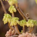 페페로미아 이미지