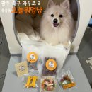 오늘뭐멍냥 | 중흥동 애견 수제간식 :) 오늘뭐멍냥에서 망고 수제간식 먹방!