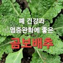 폐건강과 염증완화 등에 도움주는 곰보배추 효능과 성분 먹는방법 부작용 이미지