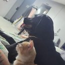 내방안 고양이 이미지