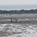 갯벌생태 체험장 이미지