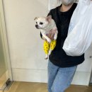 효성동물병원 | [합정] 아이엠동물병원 10살 강아지 슬개골탈구 3기 수술 후기 &amp; 어금니 발치 (수술, 입원, 퇴원, 비용...