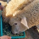 농도원목장 이미지