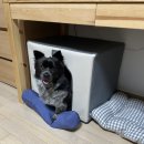 태산 우리동물병원 이미지