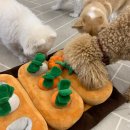 애니멀 하우스 이미지