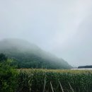 용이네 농장 이미지