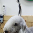 보드레도그 이미지