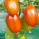 용일농장 이미지