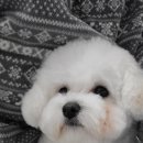 름자펫살롱 이미지