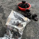 나는 어부다 영어조합법인 | [부산] 울주군 해녀체험+스노우쿨링 내돈내산 예약부터 가격까지 완벽 정리