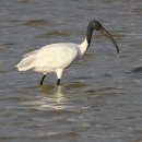 따오기 [Ibis] 울음소리 이미지