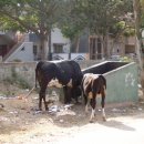 소들의 천국 이미지