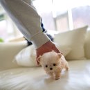 퍼피데일리 이미지