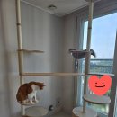 브랜드칸 타워 | 고양이 캣타워 가또블랑코 캣폴 커스텀 장단점 포함 내돈내산 6개월 사용 후기