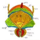 방광(오줌보)의 구조와 요도의 구조 이야기→방광염과 요도염 이미지