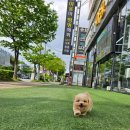 야옹아 멍멍해봐 삼각점 | [공지] 광주강아지분양 광주고양이분양 &#39;분양중인 아가들🤍&#39;[야옹아멍멍해봐 삼각점]