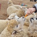 (울산) 데이트코스 당일치기 가볼만한곳 &#39;농업회사법인 울산양떼목장&#39;