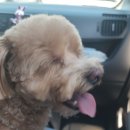 도브리댕 이미지