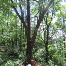 치악산둘레길 3코스 수레너미길 이미지