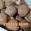 송화버섯으로 맛있게 요리, 보관 방법 (feat.순창설송농원, 효능)