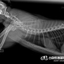 스마트동물병원 군자점 이미지