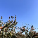 다감농원 이미지