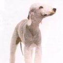 베들링턴 테리어 (Bedlington Terrier) 이미지