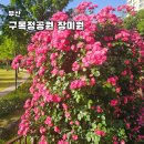 정관노인복지관 | 정관 가볼만한곳 구목정공원 장미 개화 주차 부산 꽃구경 산책로
