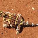 도깨비도마뱀 [가시도마뱀, thorny devil (Moloch horridus)] 이미지