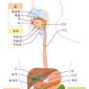 소화 이미지