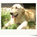 리즈퍼피 이미지