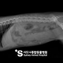 시드니종합동물병원 이미지
