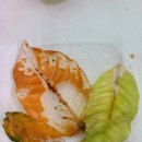 플랜츠플로라 네이버블로그