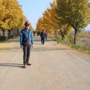 곡교천 은행나무길 이미지