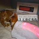 레이동물병원 | 고양이 관절 관리 노령묘 홈케어 동물용의료기기 펫큐어레이