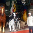 뻬로 애견샵 이미지