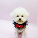 새롬애견 이미지