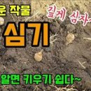 토란 심는시기 방법 제대로 알면 실패 없는 토란 재배 핵심 정리 이미지