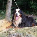 리즈퍼피 이미지