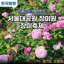 국내여행지 서울근교 가볼만한곳 서울대공원 장미원 6월 장미축제 5월 장미 상황 기록겸 일기