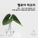 벨로아피오리 이미지