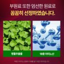 대형약품 | 일양약품 프리미엄 징코 마그나인 후기｜혈액순환·기억력 개선 영양제 추천