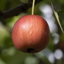 한국결혼정보 이미지