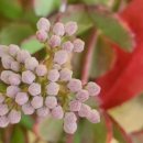 경천식물원 이미지