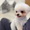 아리카 펫 살롱 분당점 이미지