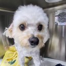 안녕, 강아지 | 강아지 슬개골탈구 수술비용, 증상, 재활, 후기 총정리(sd동물의료센터)