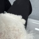 군포굿닥터동물병원 | (1)[군포 24시 솔동물병원]뭉치 슬개골 진료, 십자인대 파열 TPLO수술 예약 후기