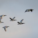 수원-1896 이미지