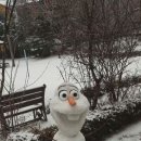 올라프 Daum카페